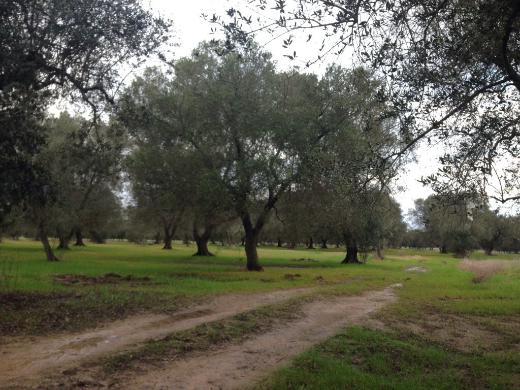 An olive grove in Puglia