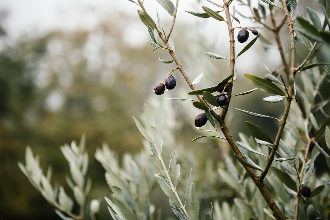 Extra virgin olive oil from the Gargano, made from Ogliarola Garganica olives