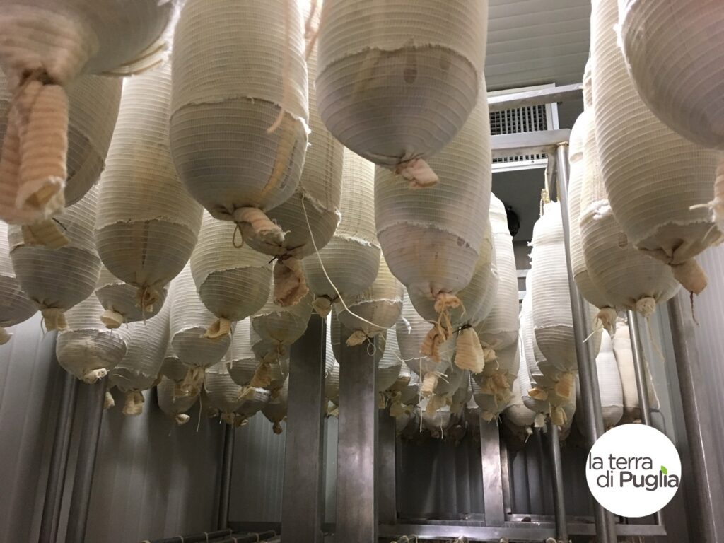 Capocollo of Martina Franca