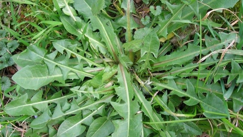 Wild chicory, gathered in the fields of Puglia