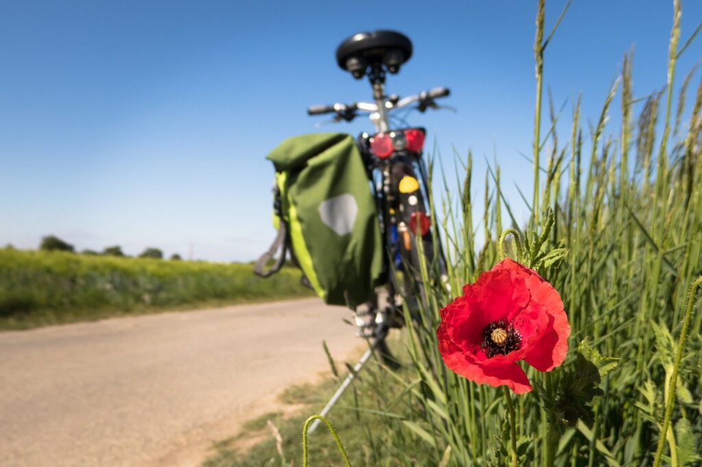 Arriving in Puglia by bike: a cyclist on a country road between olive groves