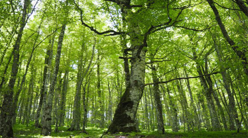 The beech woods of the Foresta Umbra, the hub of the Gargano National Park cycling network