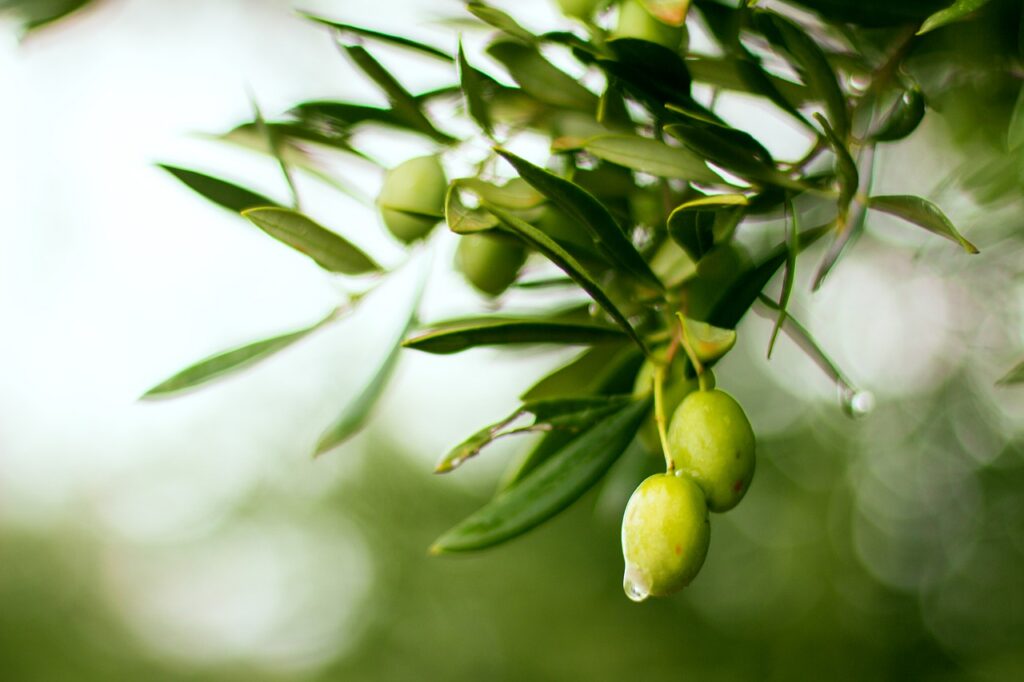 Bella di Cerignola, the large table olive of the Tavoliere