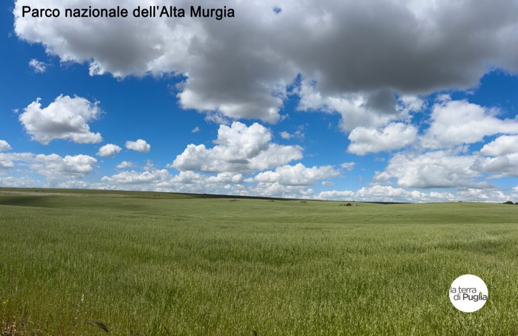 The Alta Murgia, the plateau at the centre of Puglia