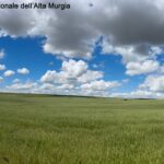The Alta Murgia, the plateau where Castel del Monte stands