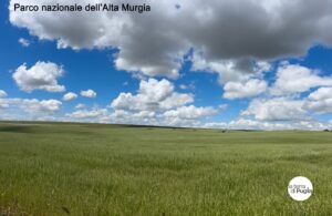 The Alta Murgia, the plateau where Castel del Monte stands