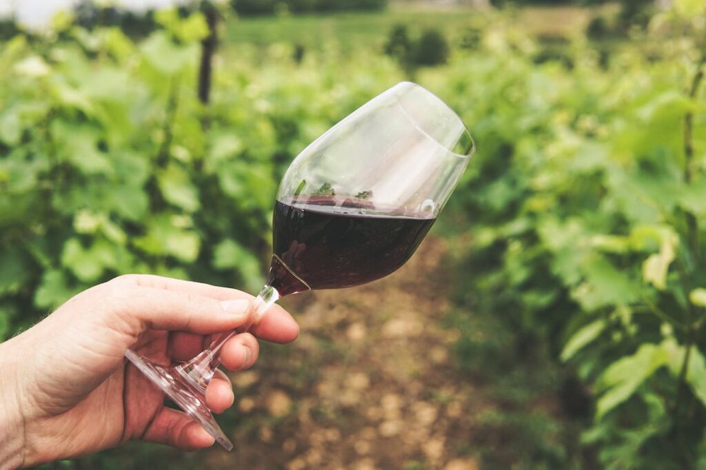 Grapes on the vine in Puglia