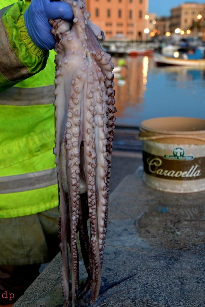 Octopus, a classic of the Bari fish tradition