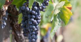 The grape harvest in Puglia