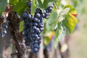 The grape harvest in Puglia