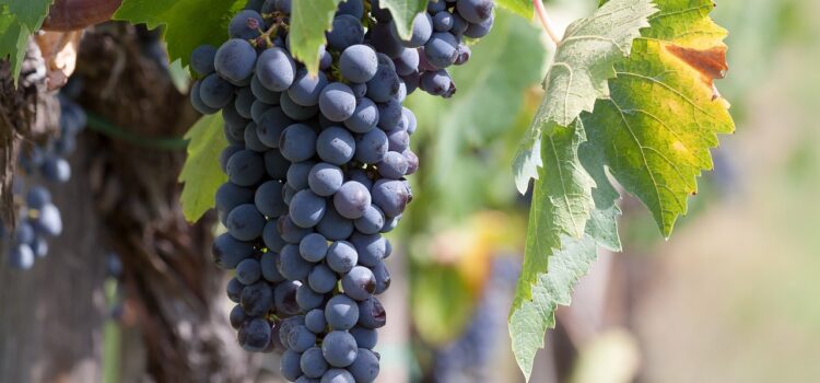 The grape harvest in Puglia