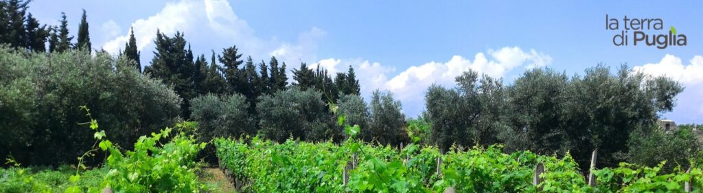 A vineyard in Puglia