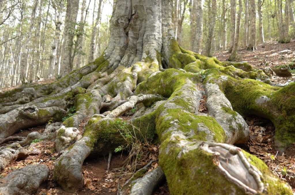 The moss-covered roots of a large beech tree among dry leaves in the Foresta Umbra, on the Gargano