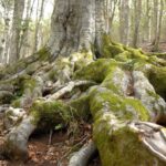 The moss-covered roots of a large beech tree among dry leaves in the Foresta Umbra, on the Gargano