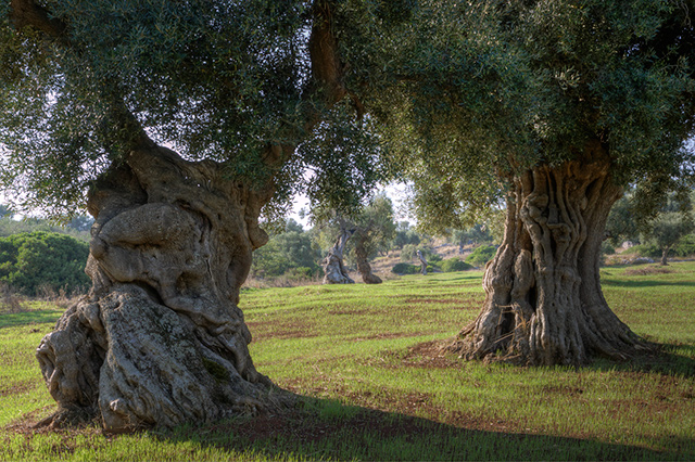 Ancient olive trees with twisted trunks in a grove in Puglia, on green autumn grass