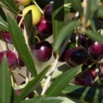 Ripening olives turning dark purple among the silvery leaves of an Apulian olive tree