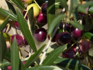 Ripening olives turning dark purple among the silvery leaves of an Apulian olive tree