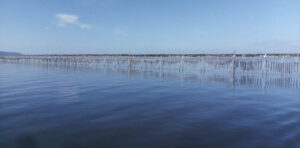Rows of oyster-farming lines and poles stretching across the calm water of Lake Varano