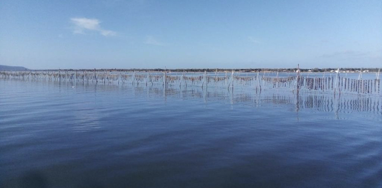 Rows of oyster-farming lines and poles stretching across the calm water of Lake Varano