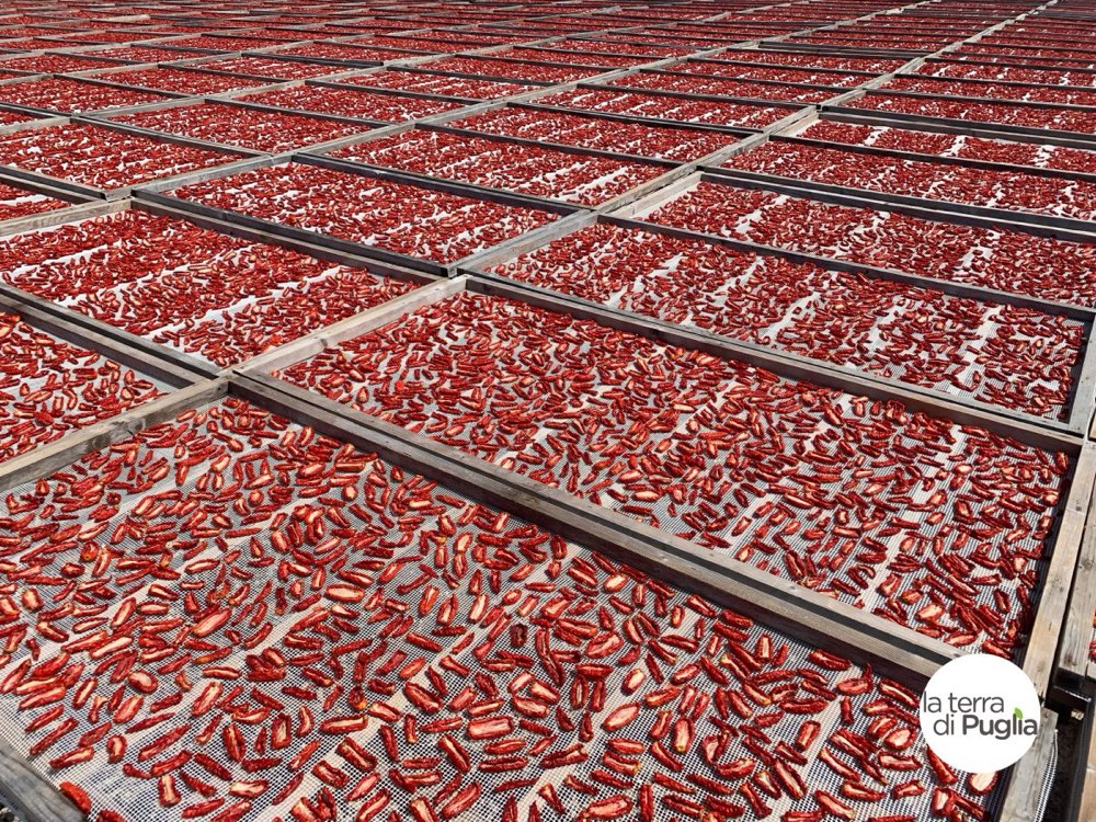 Rows of wooden racks covered with tomatoes drying in the sun in Puglia
