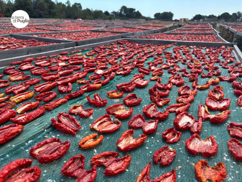 Halved tomatoes drying in the sun on large mesh racks in Puglia