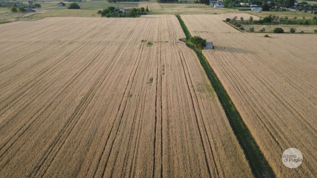 Wheat fields in the flat Apulian countryside seen from above, the landscape walkers cross outside the summer months