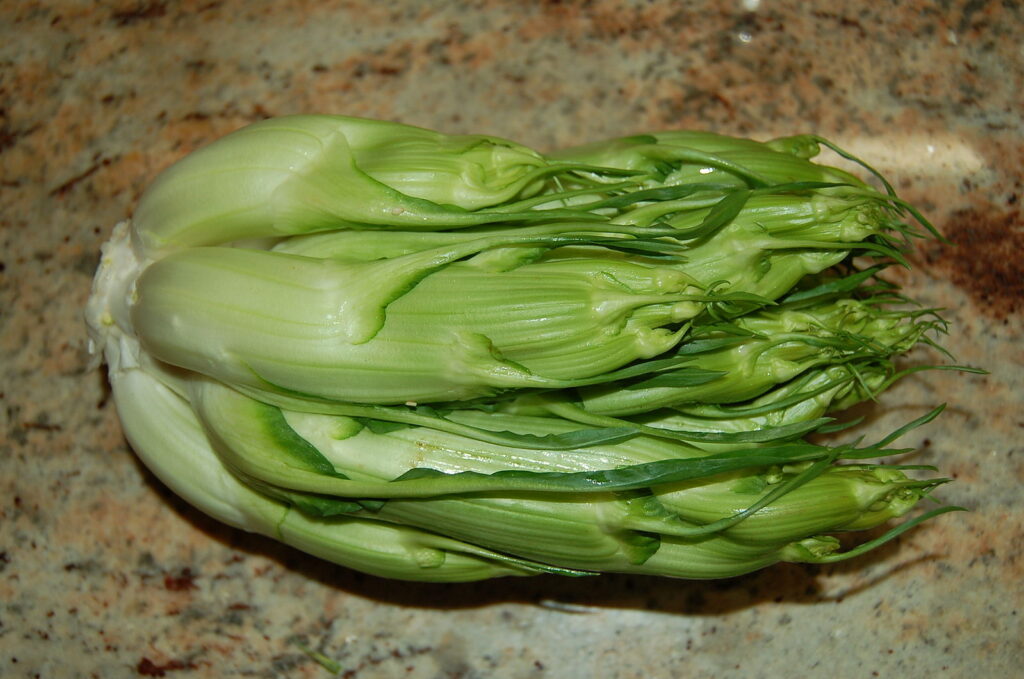 A head of fresh puntarelle, the pale green chicory shoots, on a stone worktop