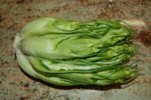 A head of fresh puntarelle, the pale green chicory shoots, on a stone worktop